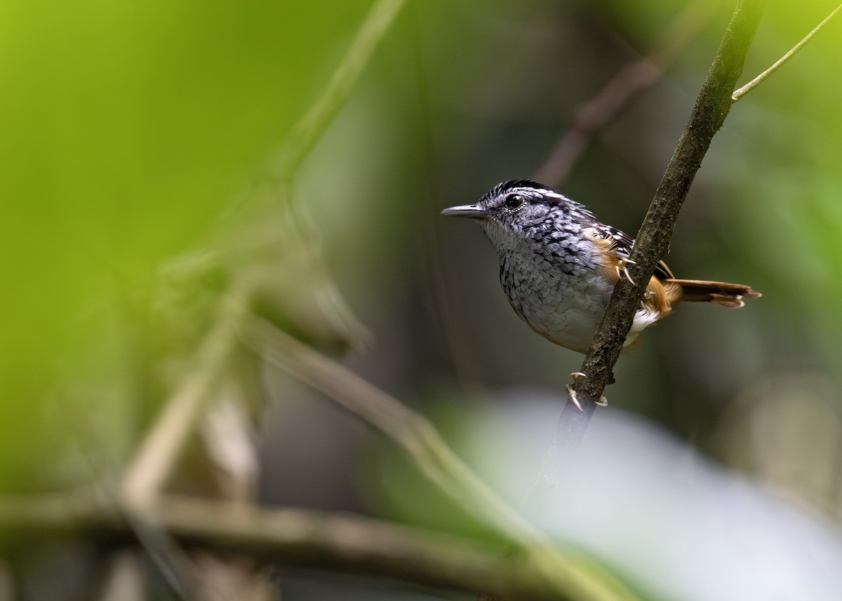 Rondonia Warbling-Antbird - ML618708318