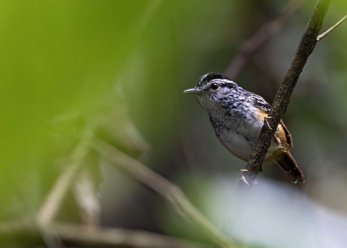 Rondonia Warbling-Antbird - ML618708319