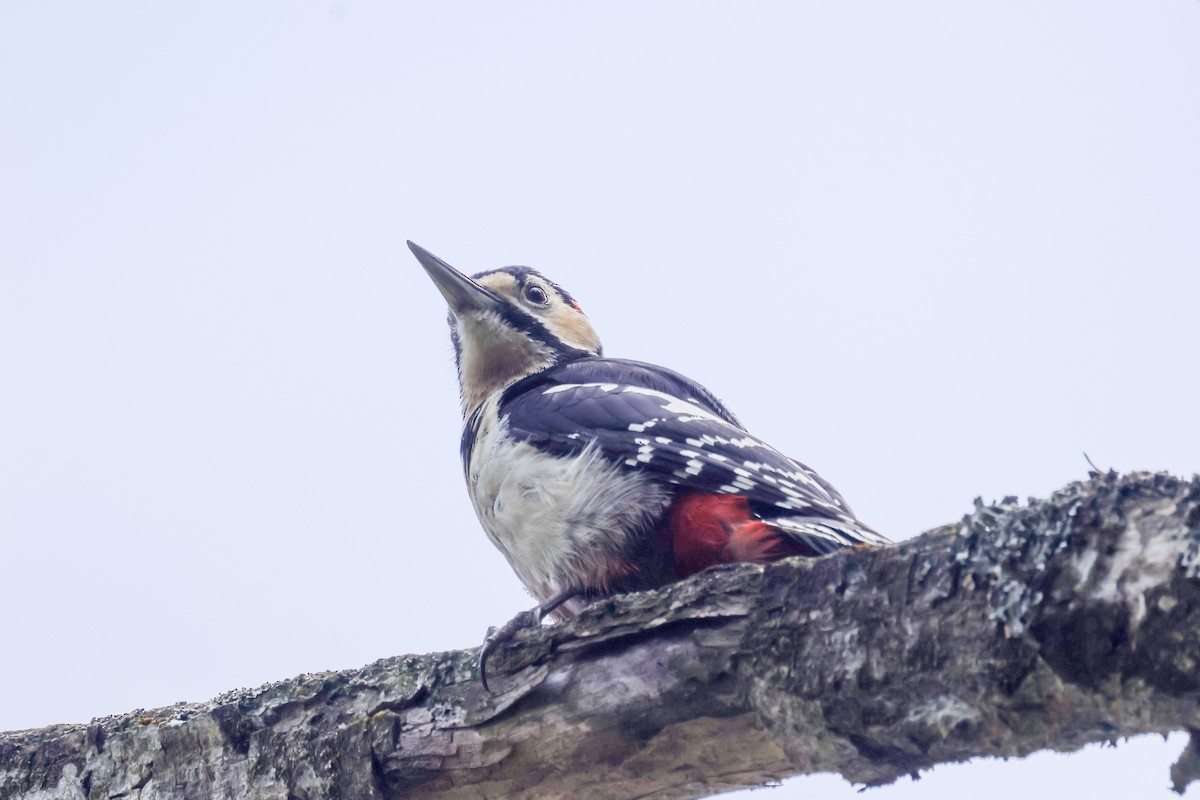Great Spotted Woodpecker - ML618708346