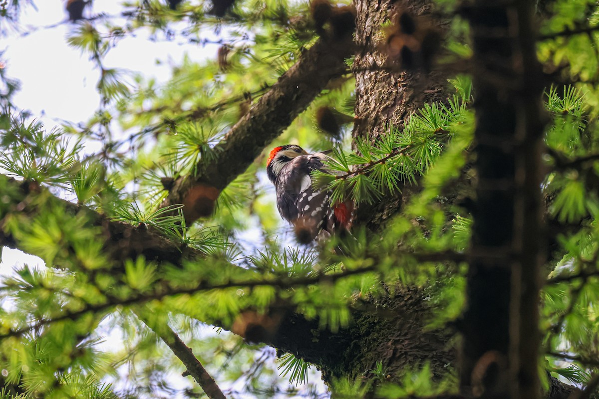 Great Spotted Woodpecker - ML618708347