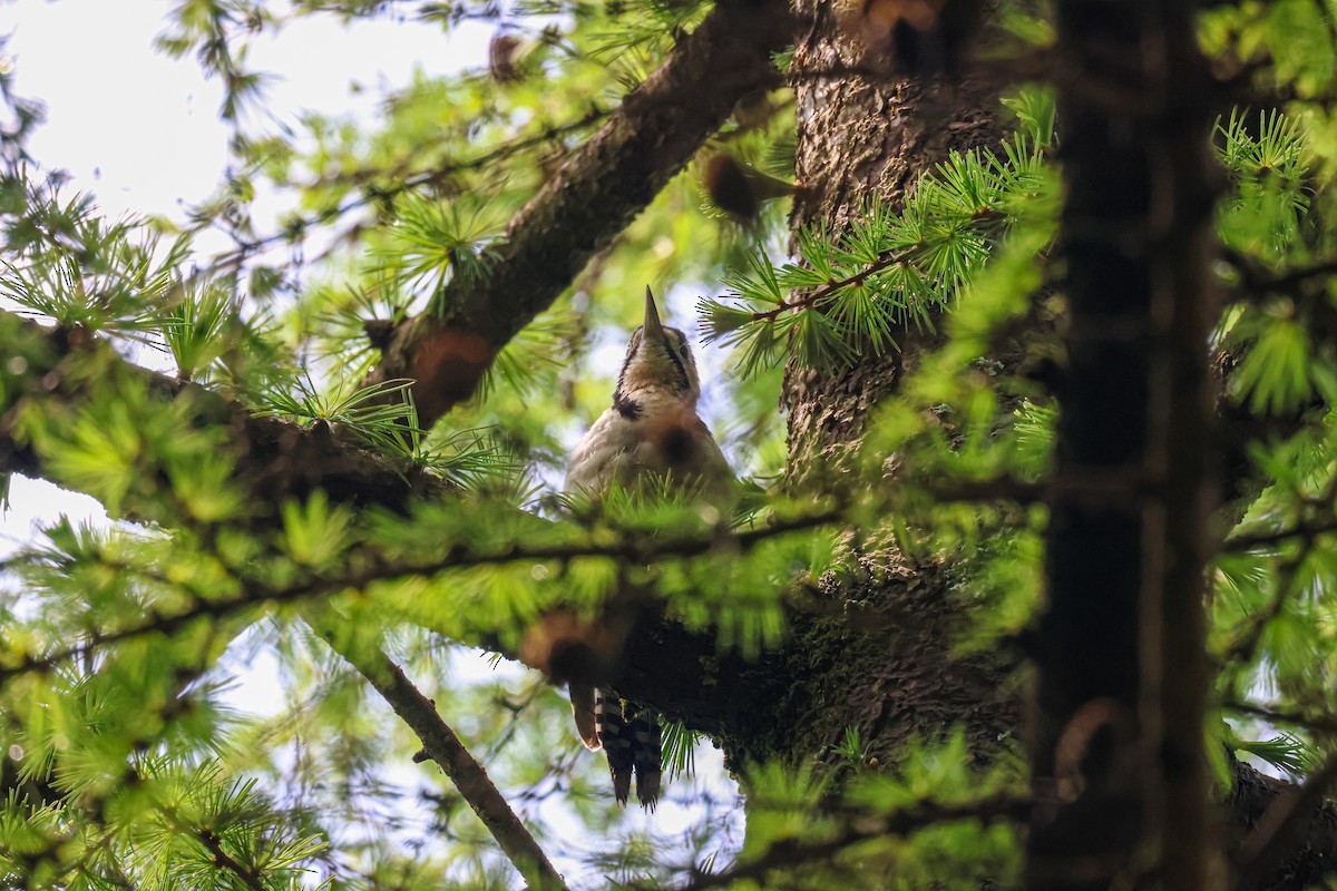 Great Spotted Woodpecker - ML618708348
