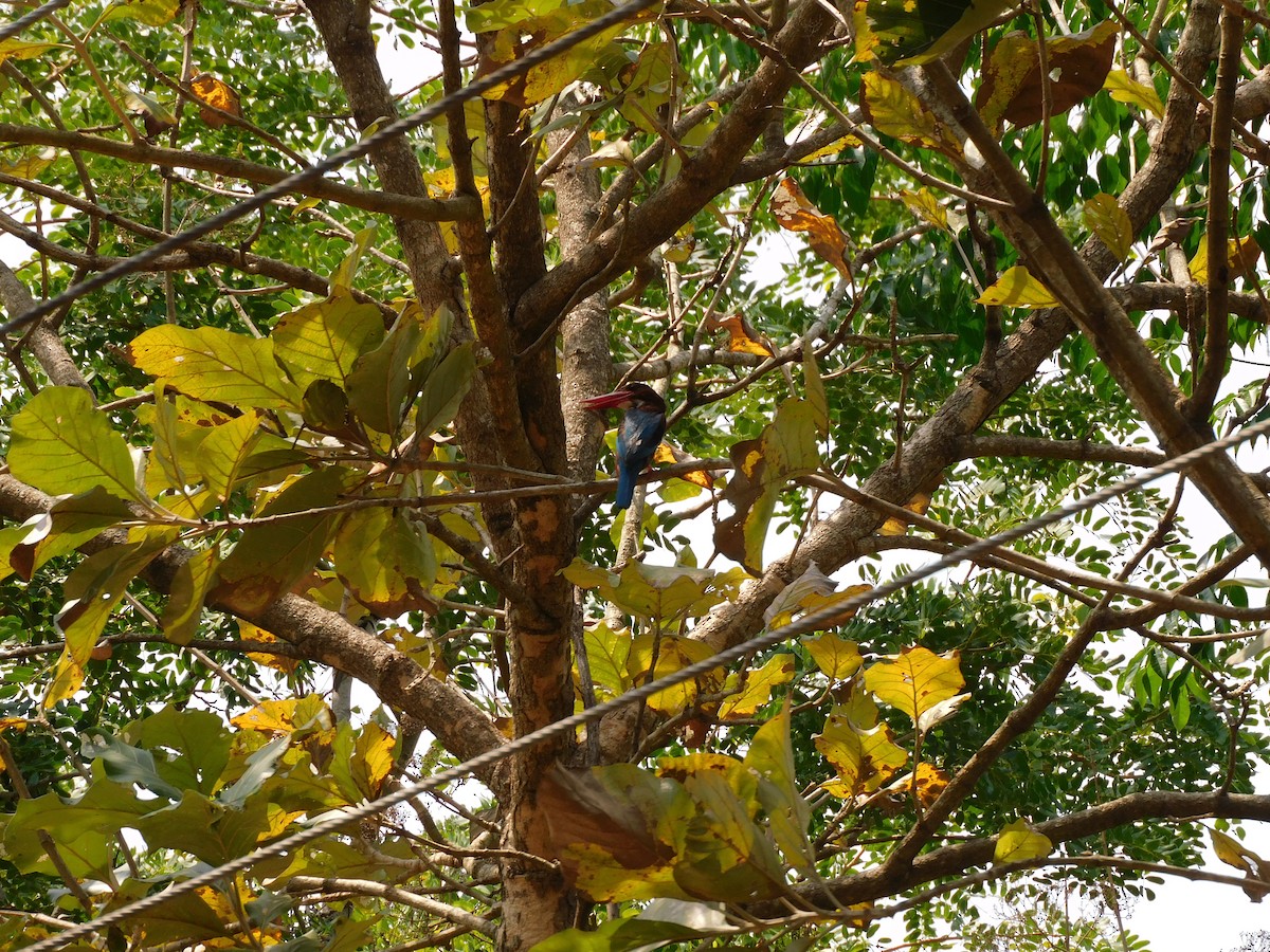 White-throated Kingfisher - Gayathri Mukunda