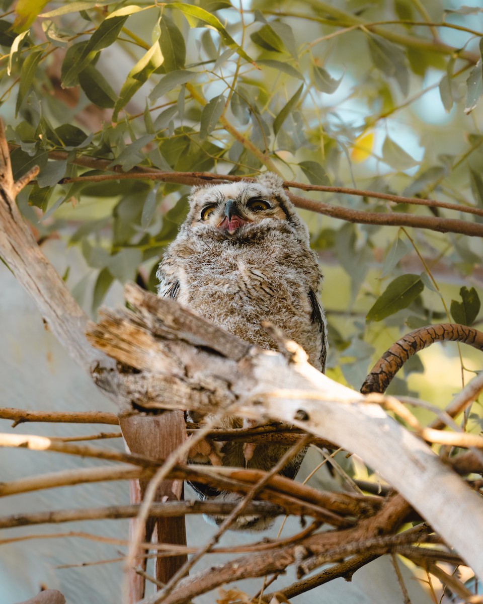 Great Horned Owl - gilbert Bedoya