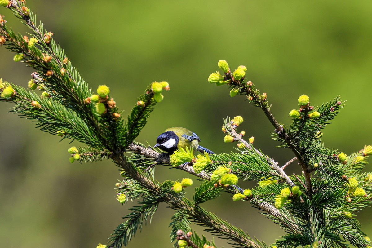 Green-backed Tit - ML618708407