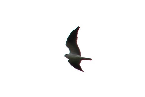 Black-shouldered Kite - ML618708409