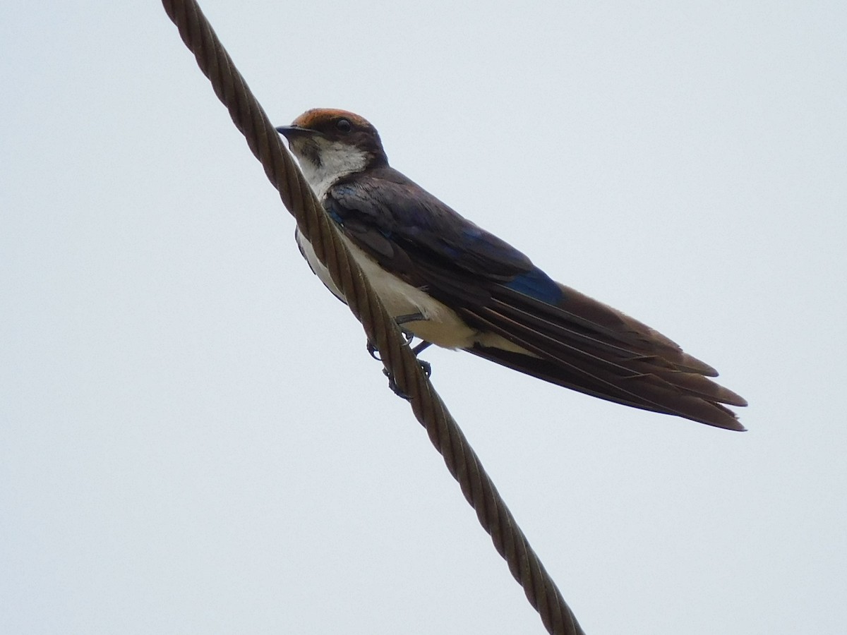 Wire-tailed Swallow - Gayathri Mukunda