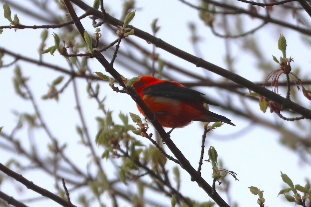 Scarlet Tanager - David Nelson