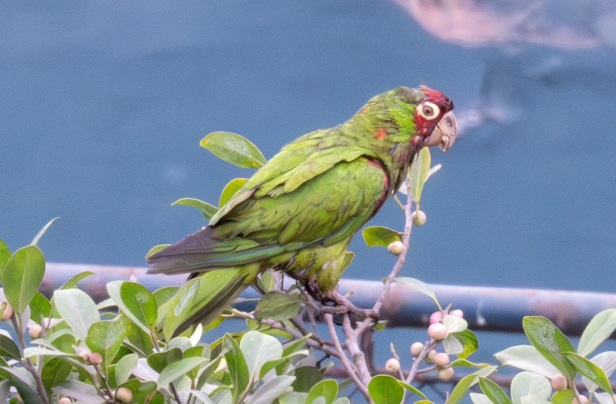Guayaquil Papağanı - ML618708487