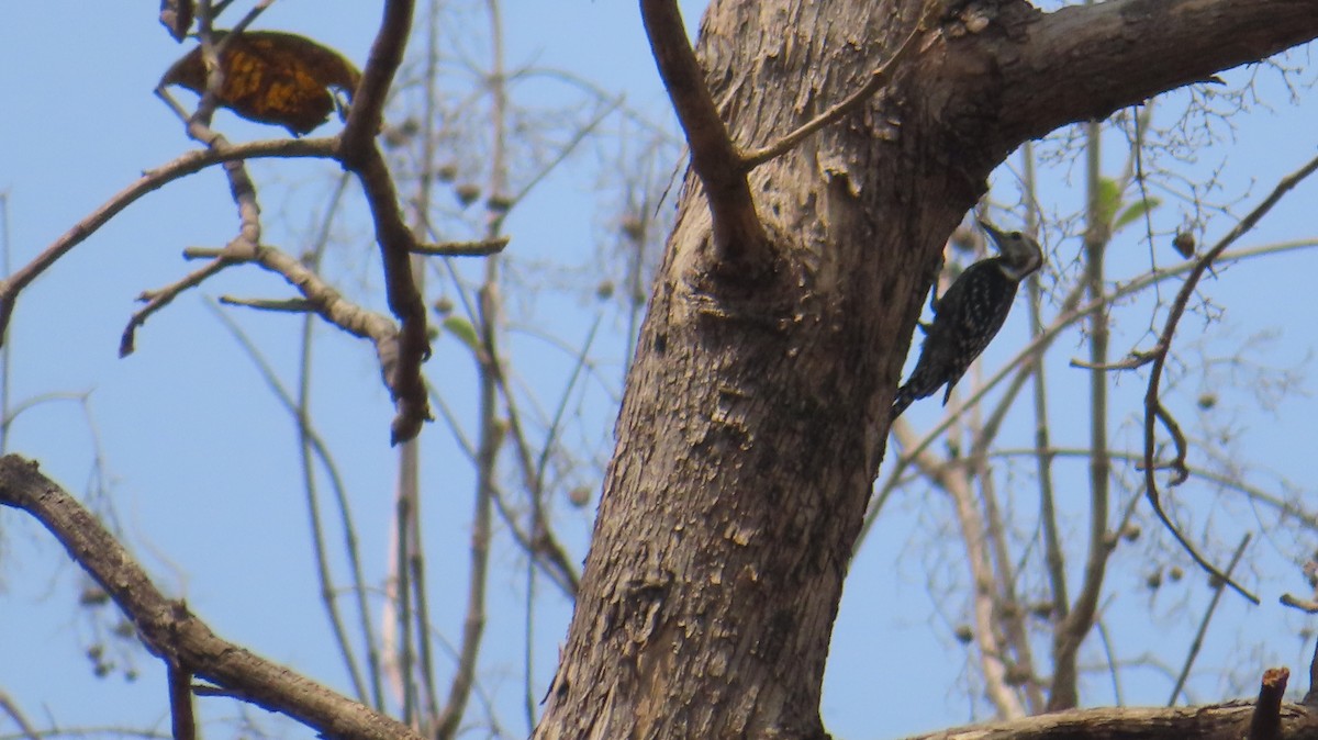 Yellow-crowned Woodpecker - ML618708497