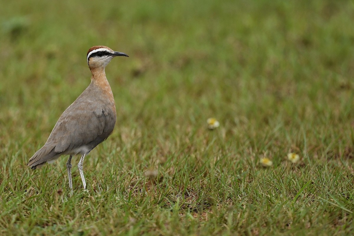 Indian Courser - ML618708506