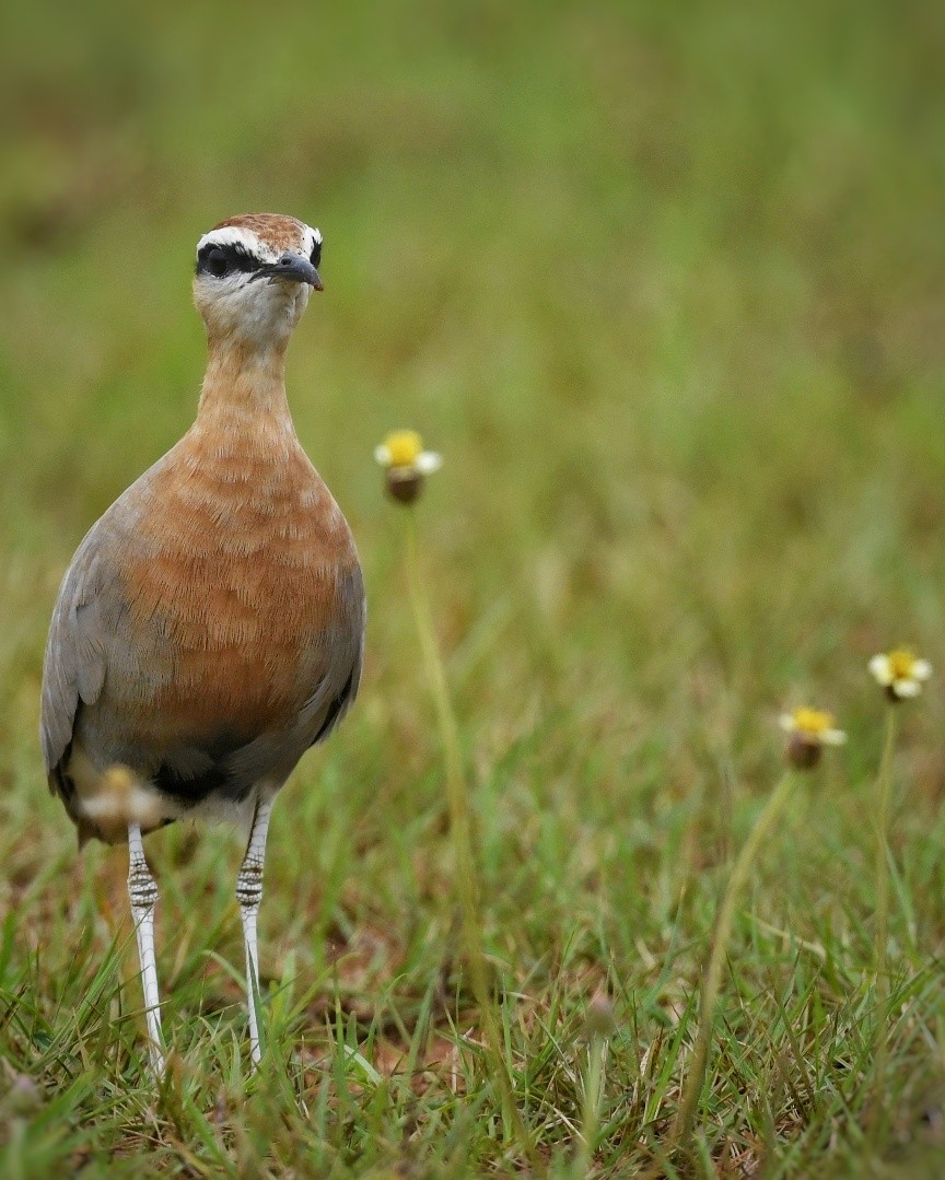 Indian Courser - ML618708507