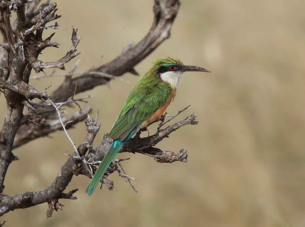 Somali Bee-eater - ML618708508
