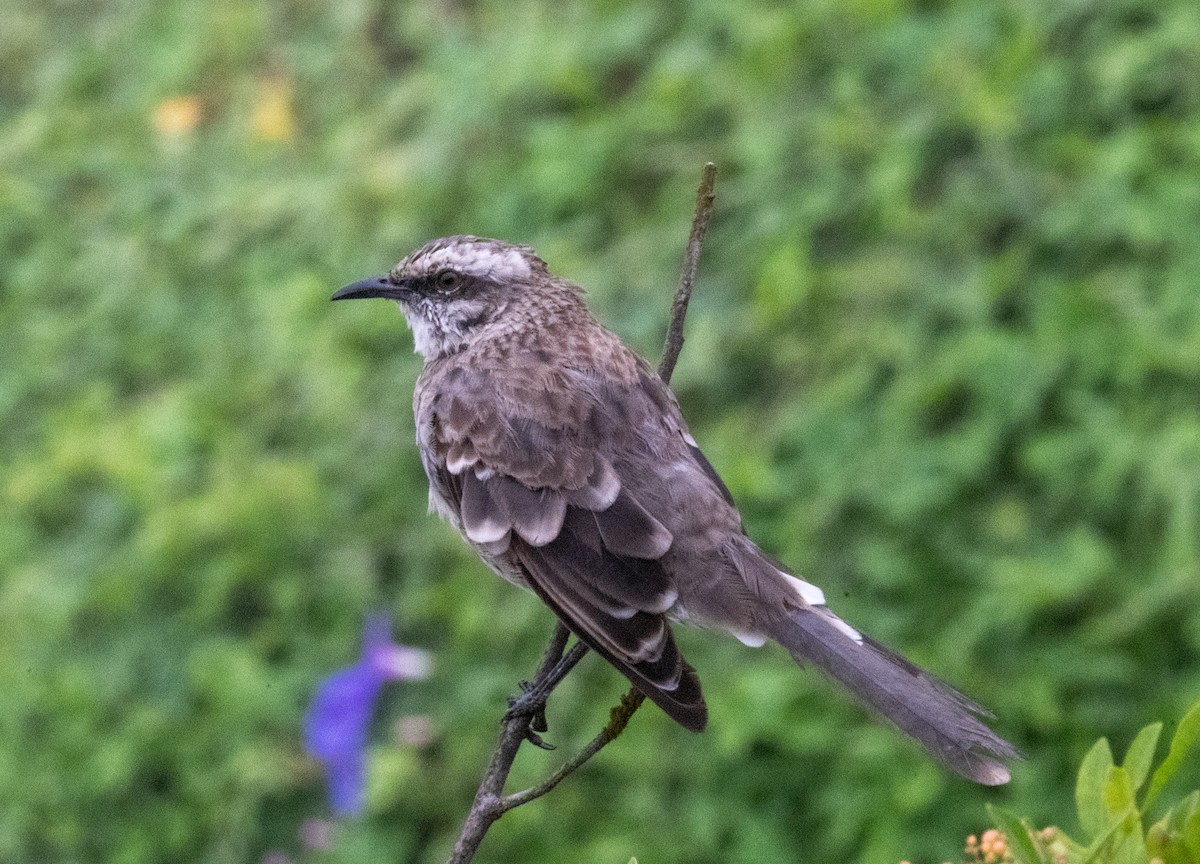 Long-tailed Mockingbird - ML618708511