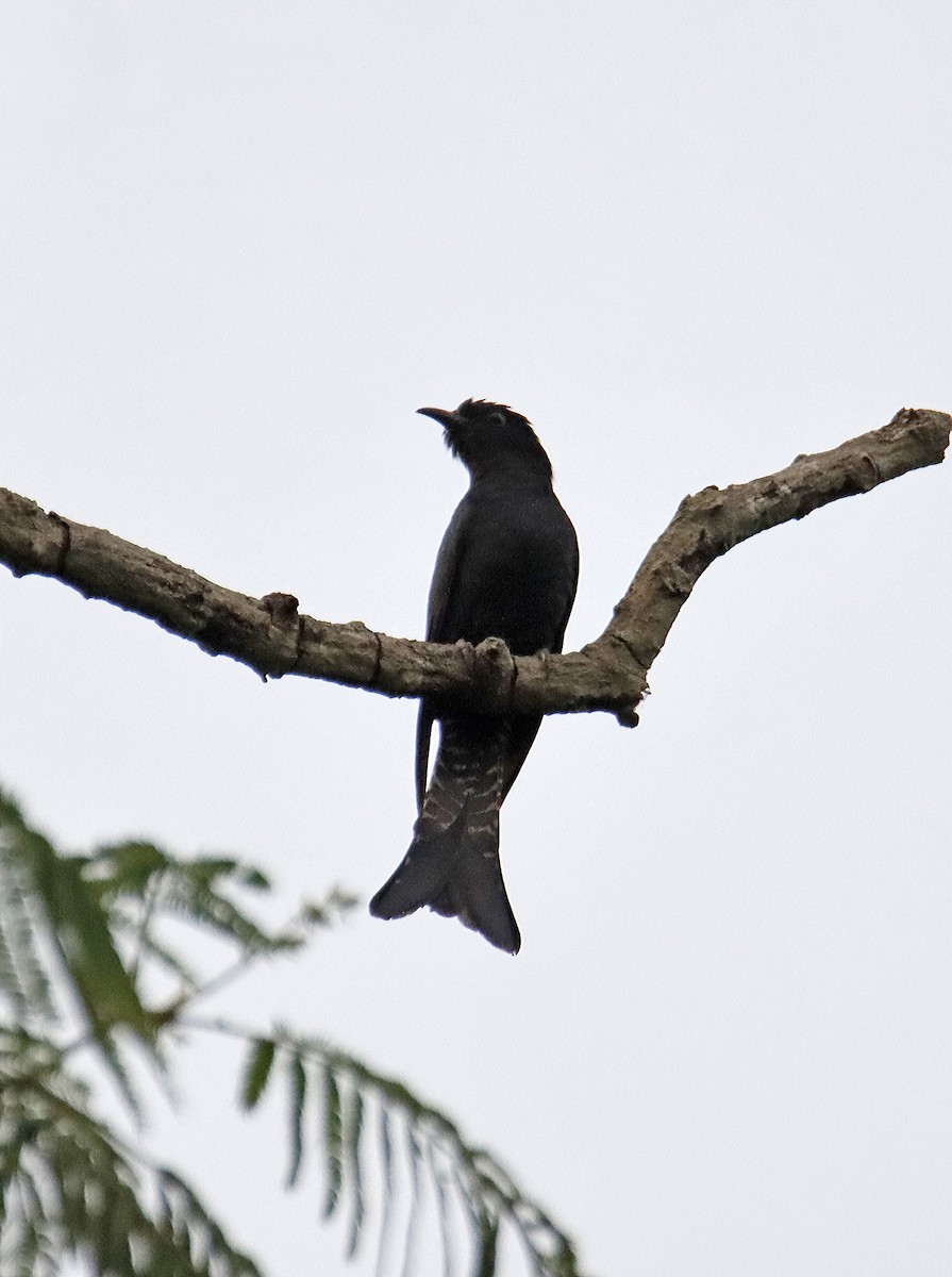 Square-tailed Drongo-Cuckoo - SUSANTA MUKHERJEE