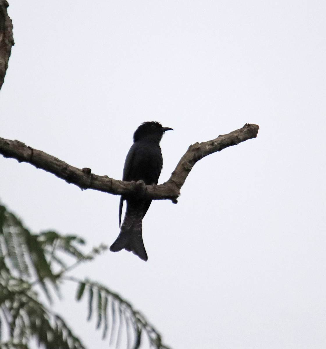 Square-tailed Drongo-Cuckoo - ML618708530