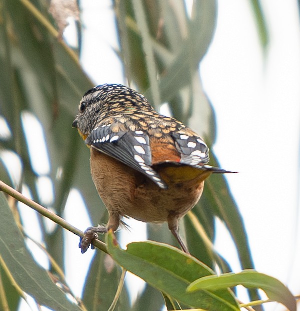 Spotted Pardalote - ML618708557