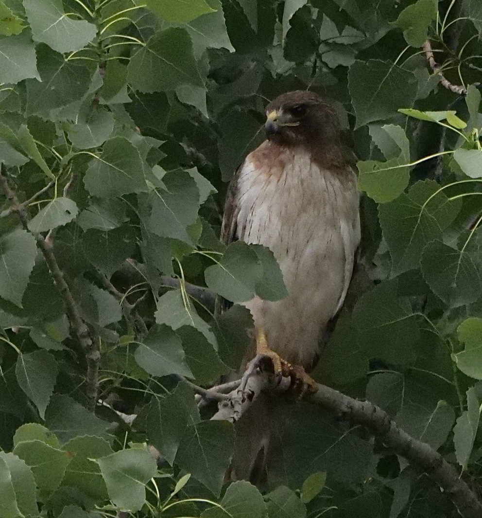 Red-tailed Hawk - ML618708560