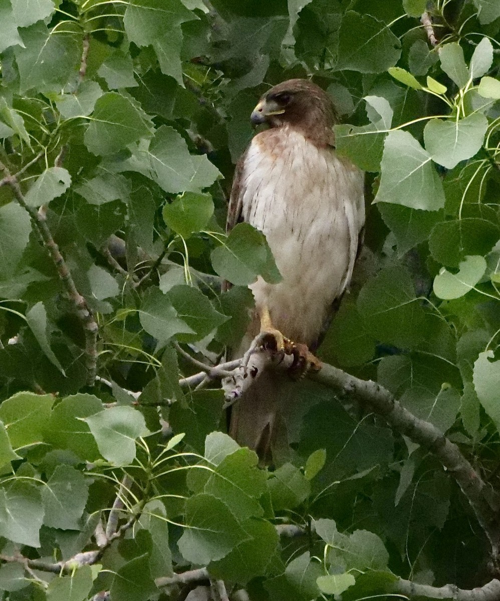 Red-tailed Hawk - ML618708562
