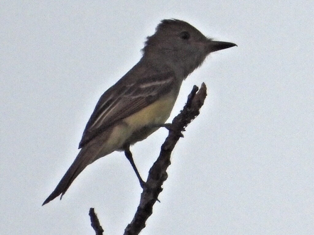 Great Crested Flycatcher - ML618708564