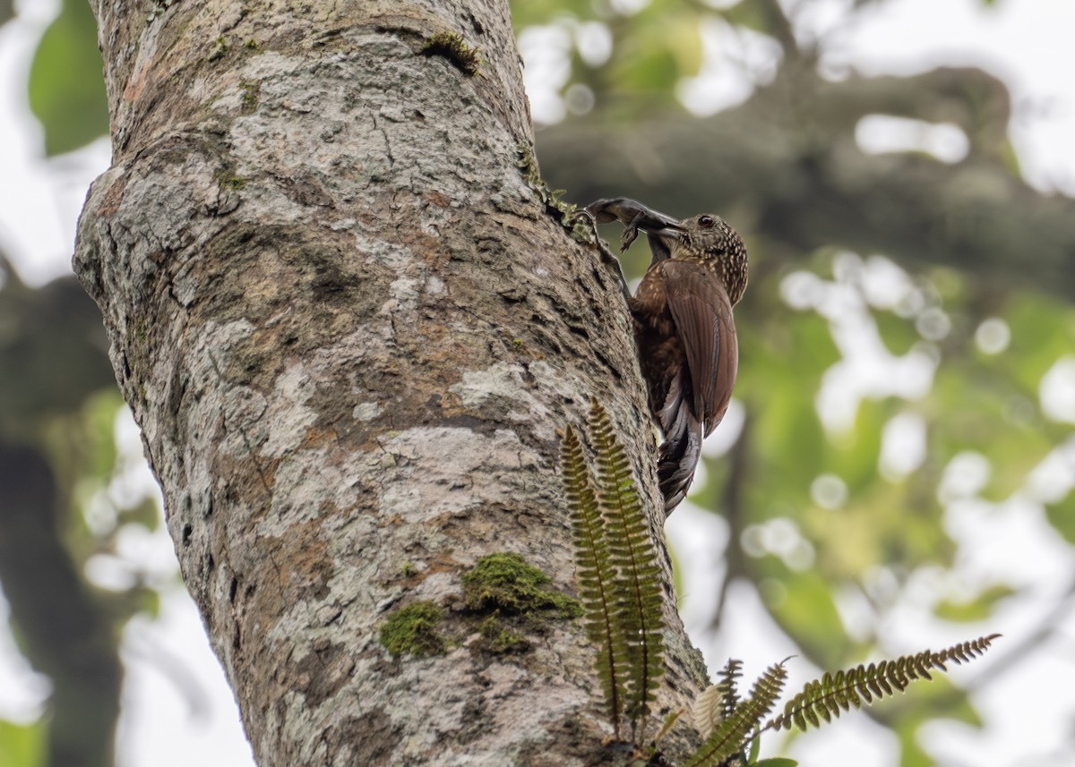 Strong-billed Woodcreeper - ML618708590