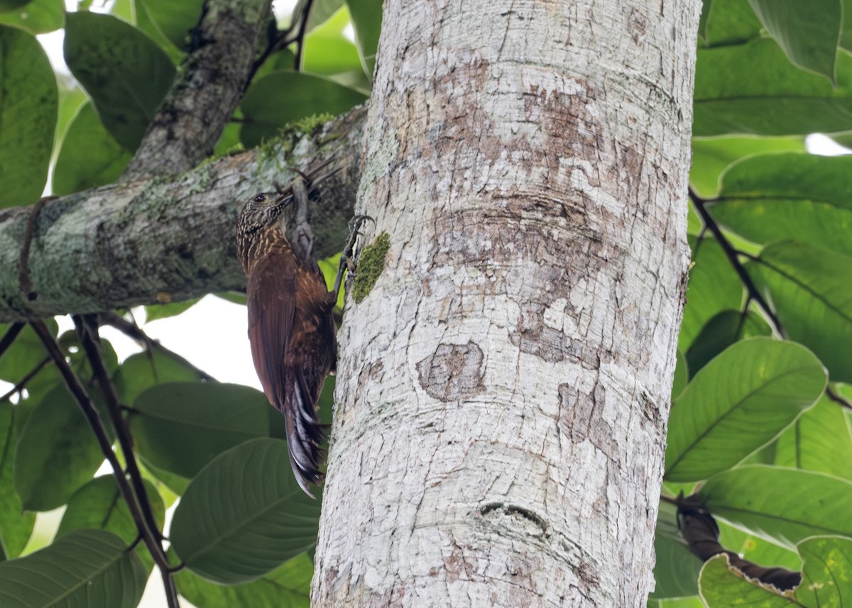 Strong-billed Woodcreeper - ML618708591