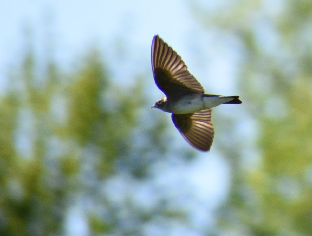 Northern Rough-winged Swallow - ML618708625