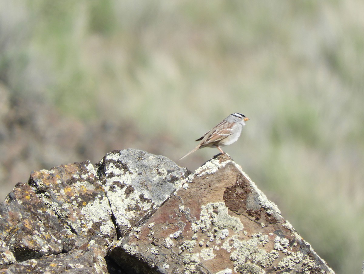 White-crowned Sparrow (Gambel's) - ML618708664