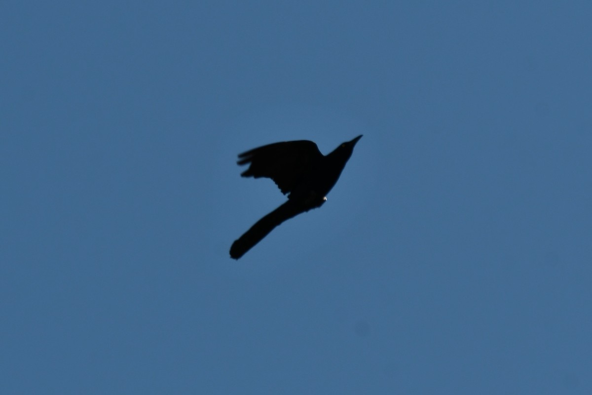 Great-tailed Grackle - ML618708669