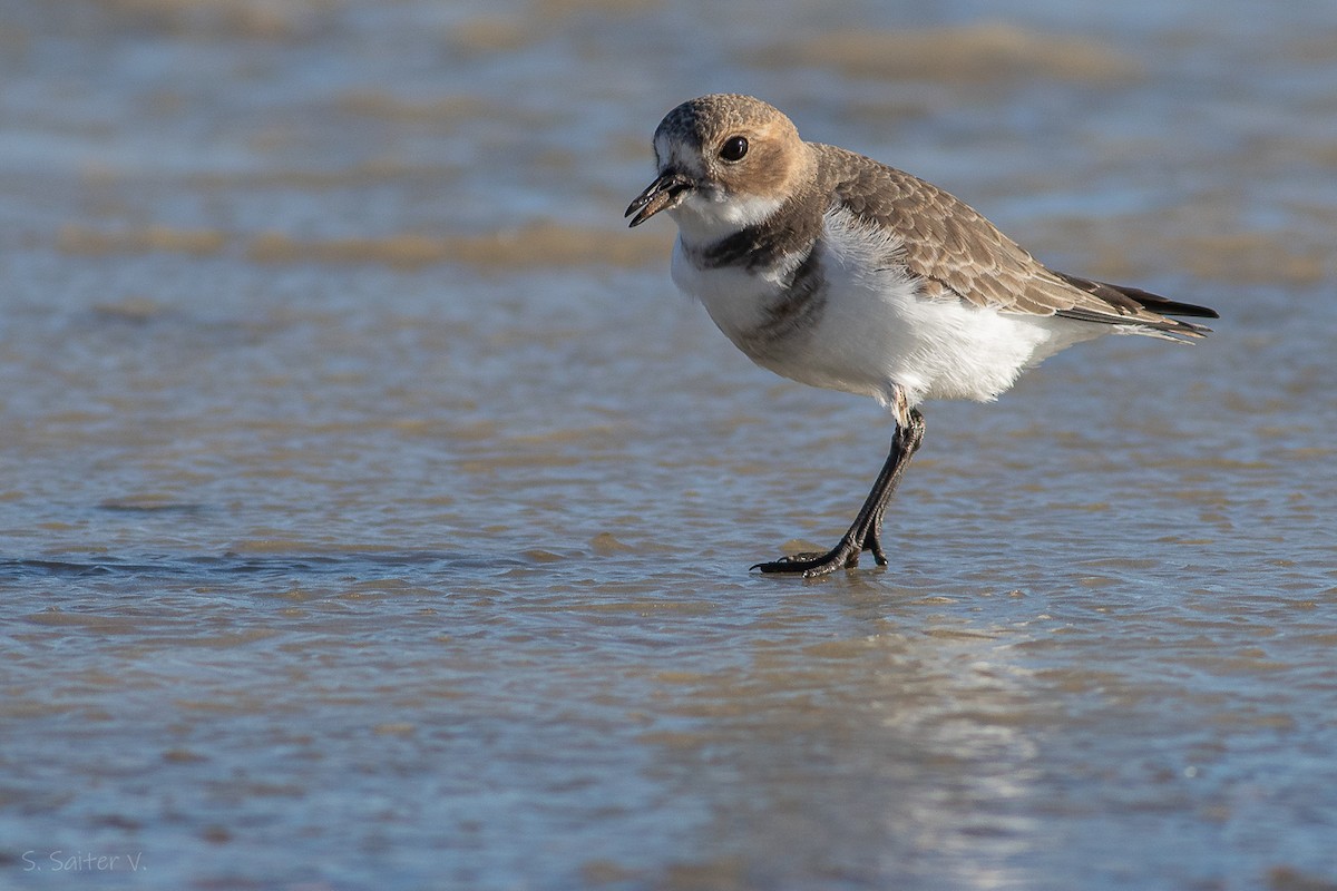 Two-banded Plover - ML618708679