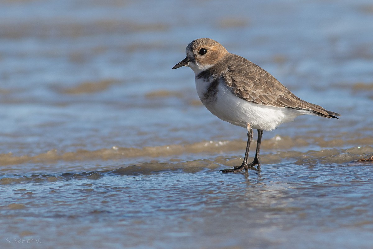 Two-banded Plover - ML618708680