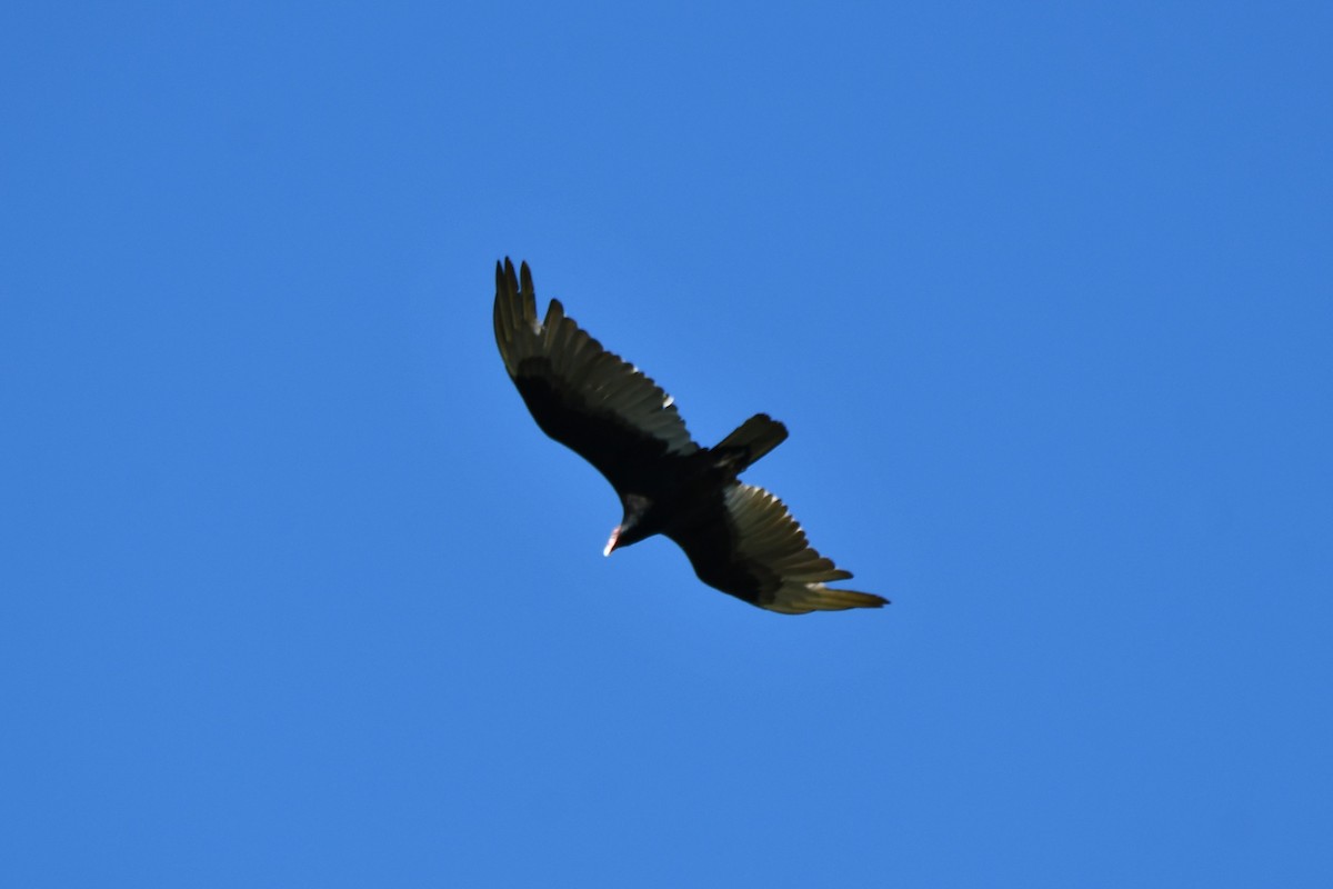 Turkey Vulture - ML618708687
