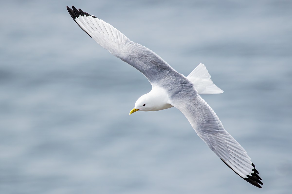 Mouette tridactyle - ML618708692