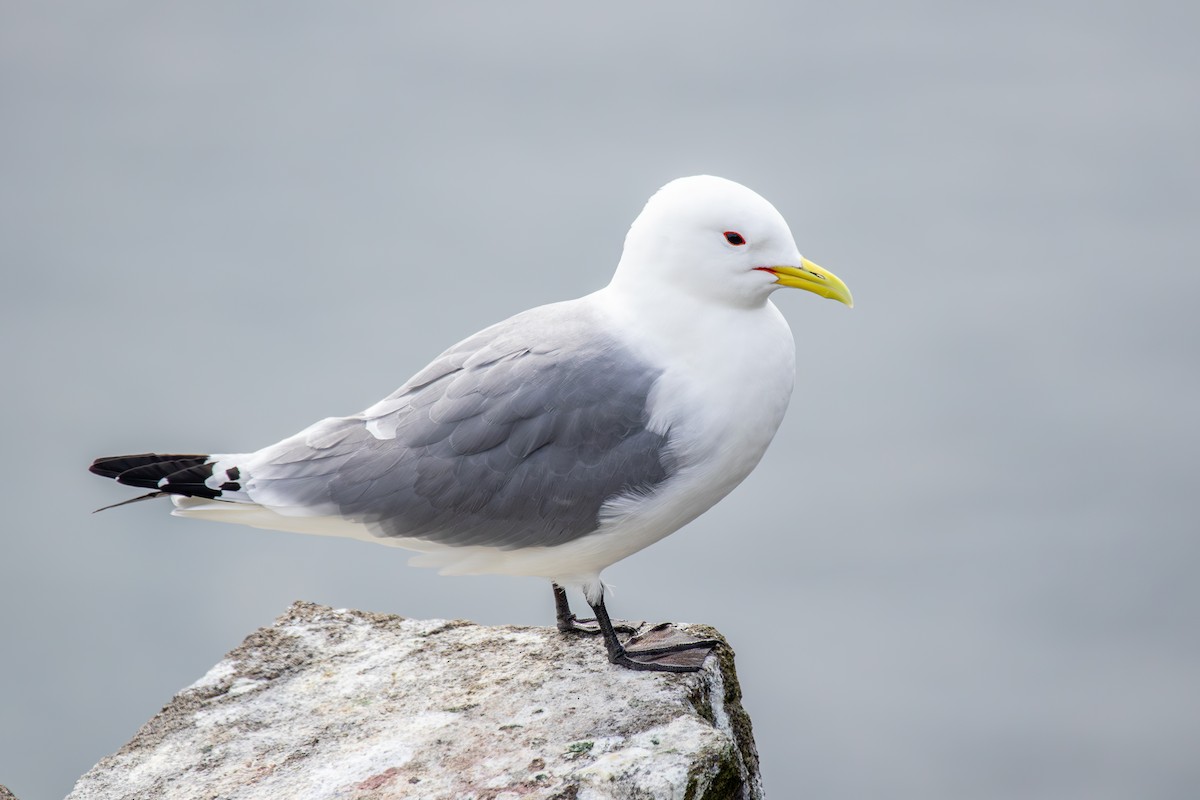 Mouette tridactyle - ML618708693