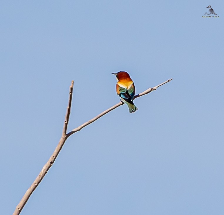 European Bee-eater - ML618708696