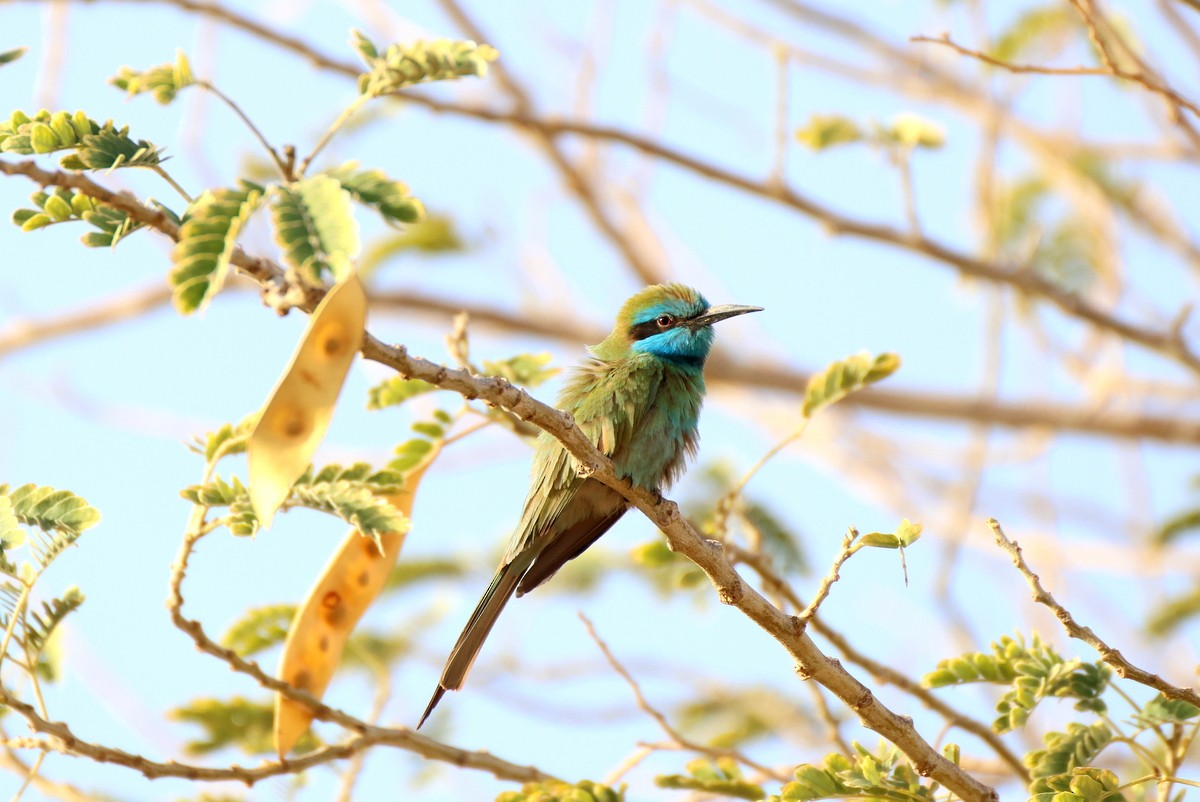 Arabian Green Bee-eater - ML618708757