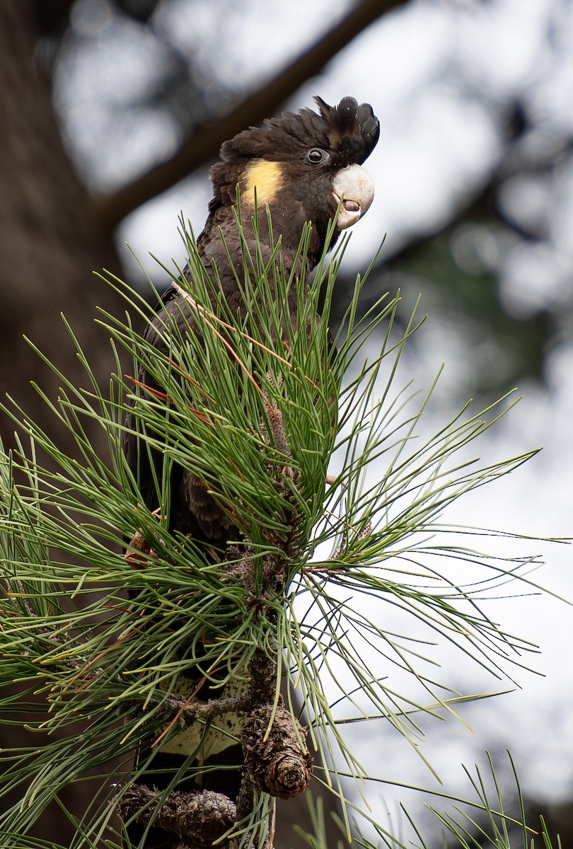 Yellow-tailed Black-Cockatoo - ML618708784