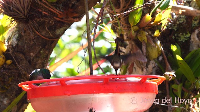 Stripe-tailed Hummingbird - ML618708789