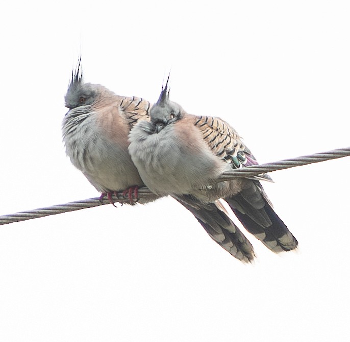 Crested Pigeon - ML618708791