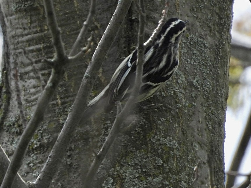 Black-and-white Warbler - ML618708792