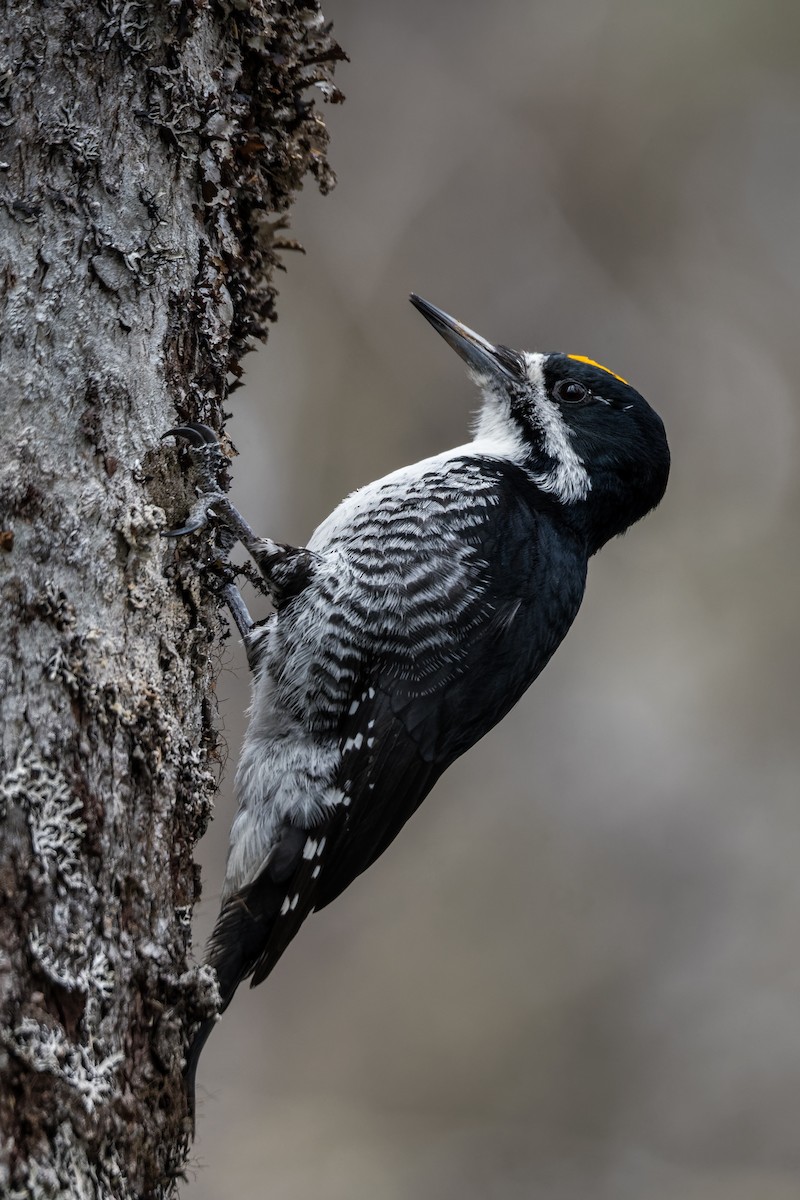 Black-backed Woodpecker - Christian Briand