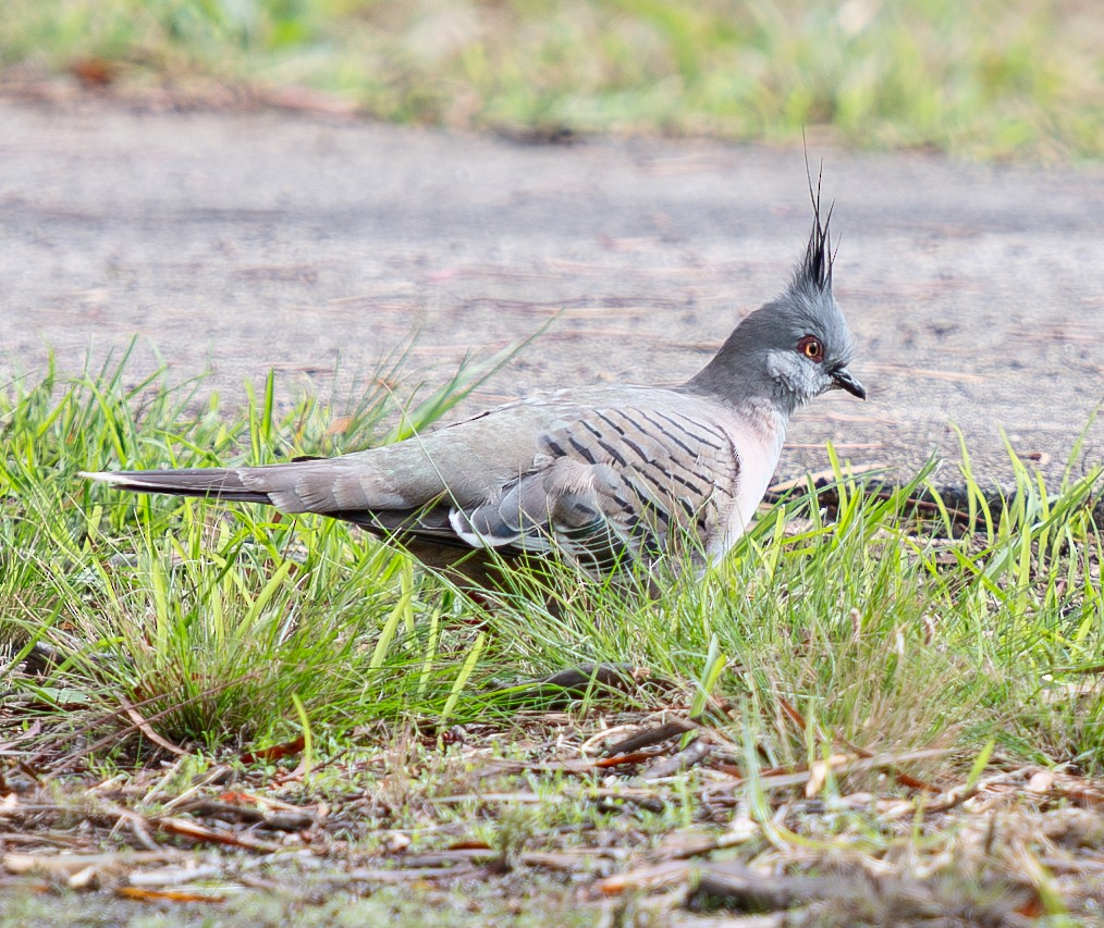 Crested Pigeon - ML618708796