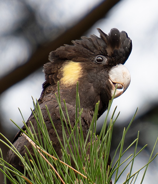 Yellow-tailed Black-Cockatoo - Tania Splawa-Neyman