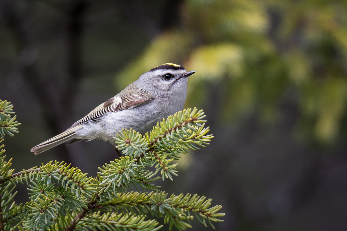 Golden-crowned Kinglet - Christian Briand