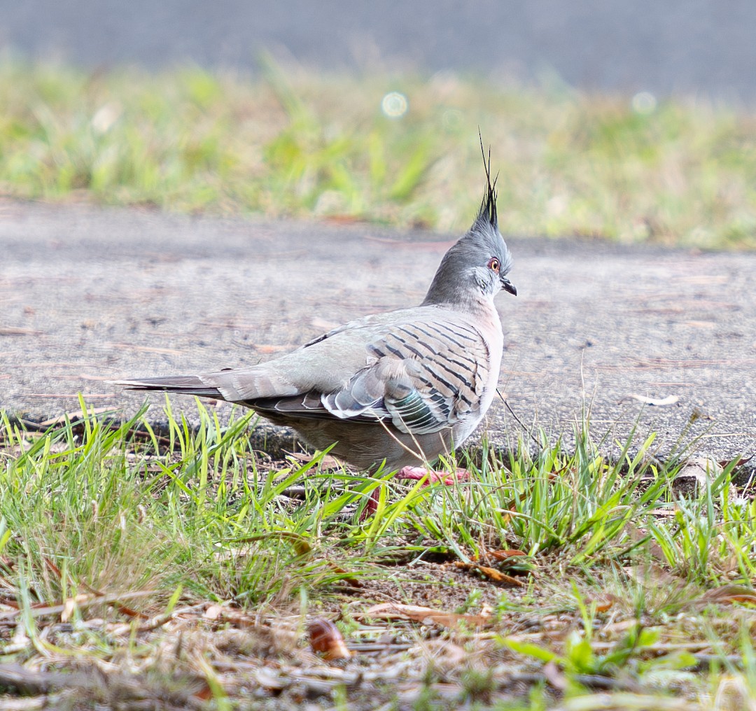 Crested Pigeon - ML618708803