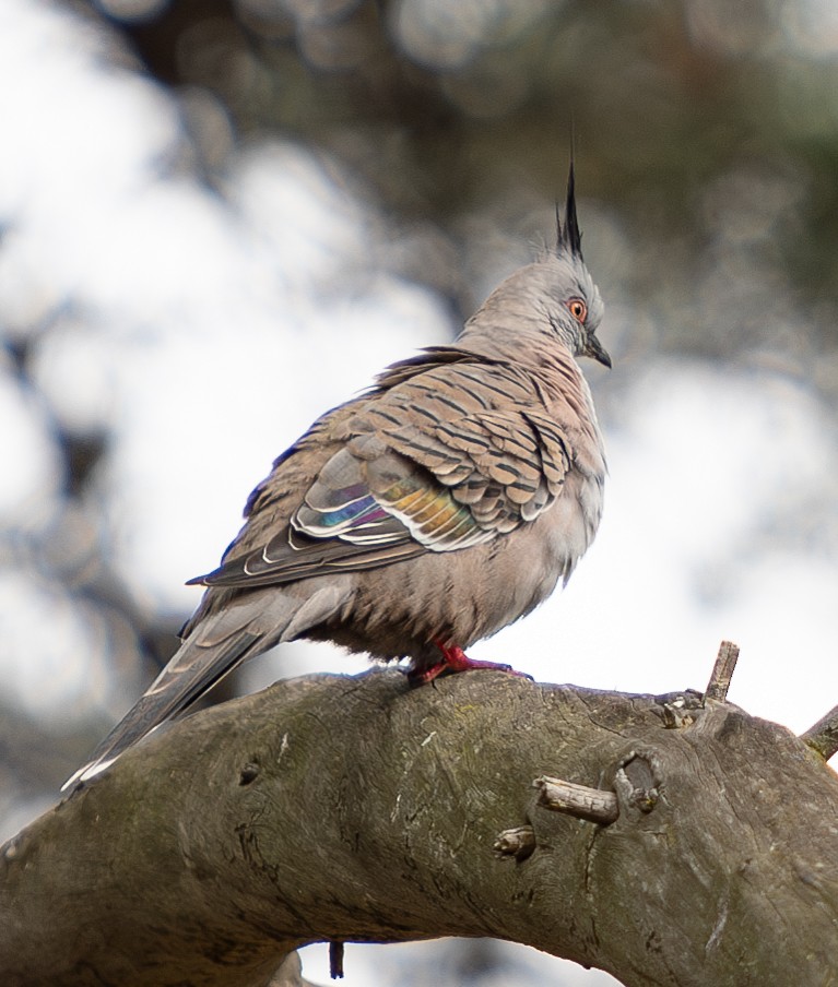 Crested Pigeon - ML618708815