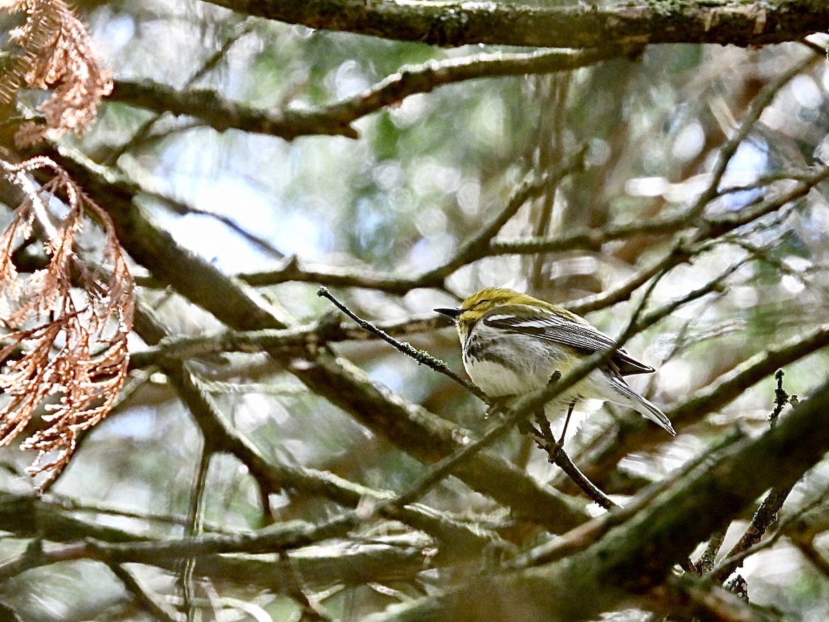 Black-throated Green Warbler - ML618708856