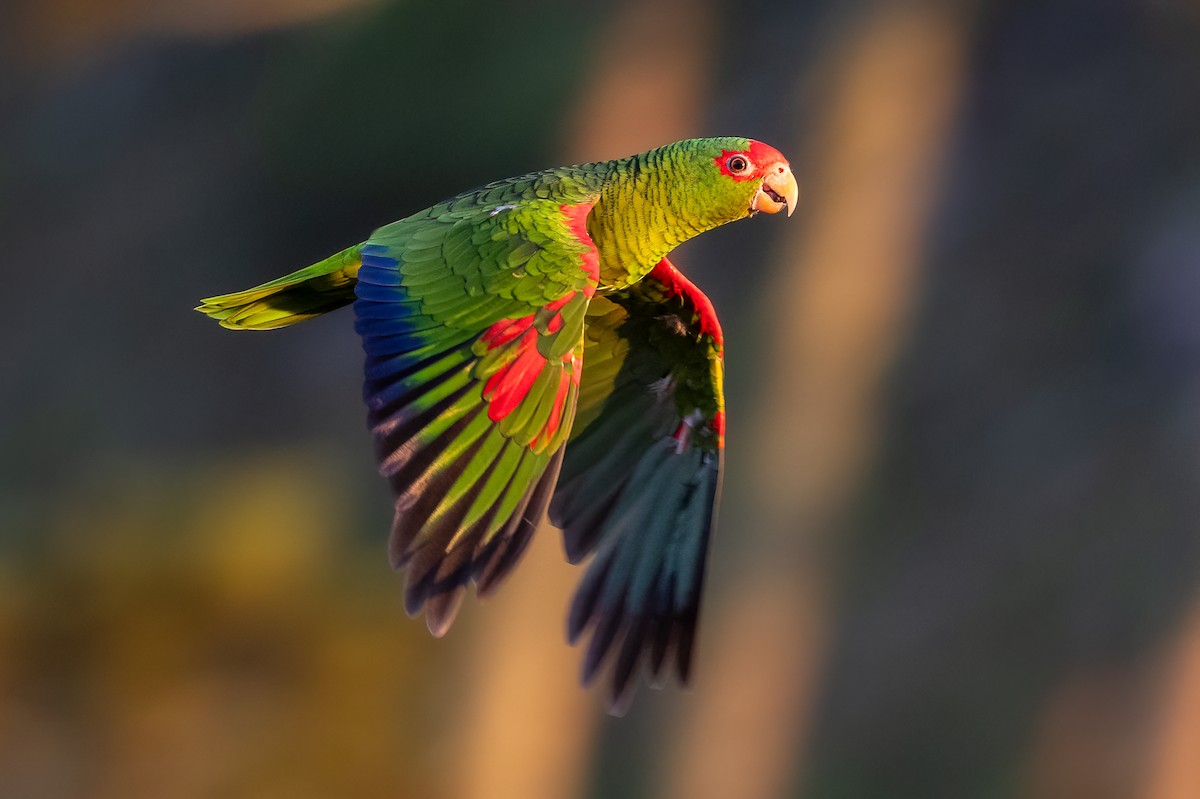 Red-spectacled Parrot - ML618708876