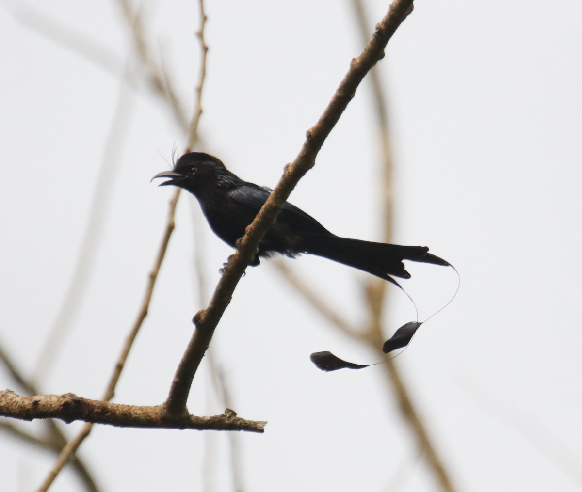 Greater Racket-tailed Drongo - ML618708904