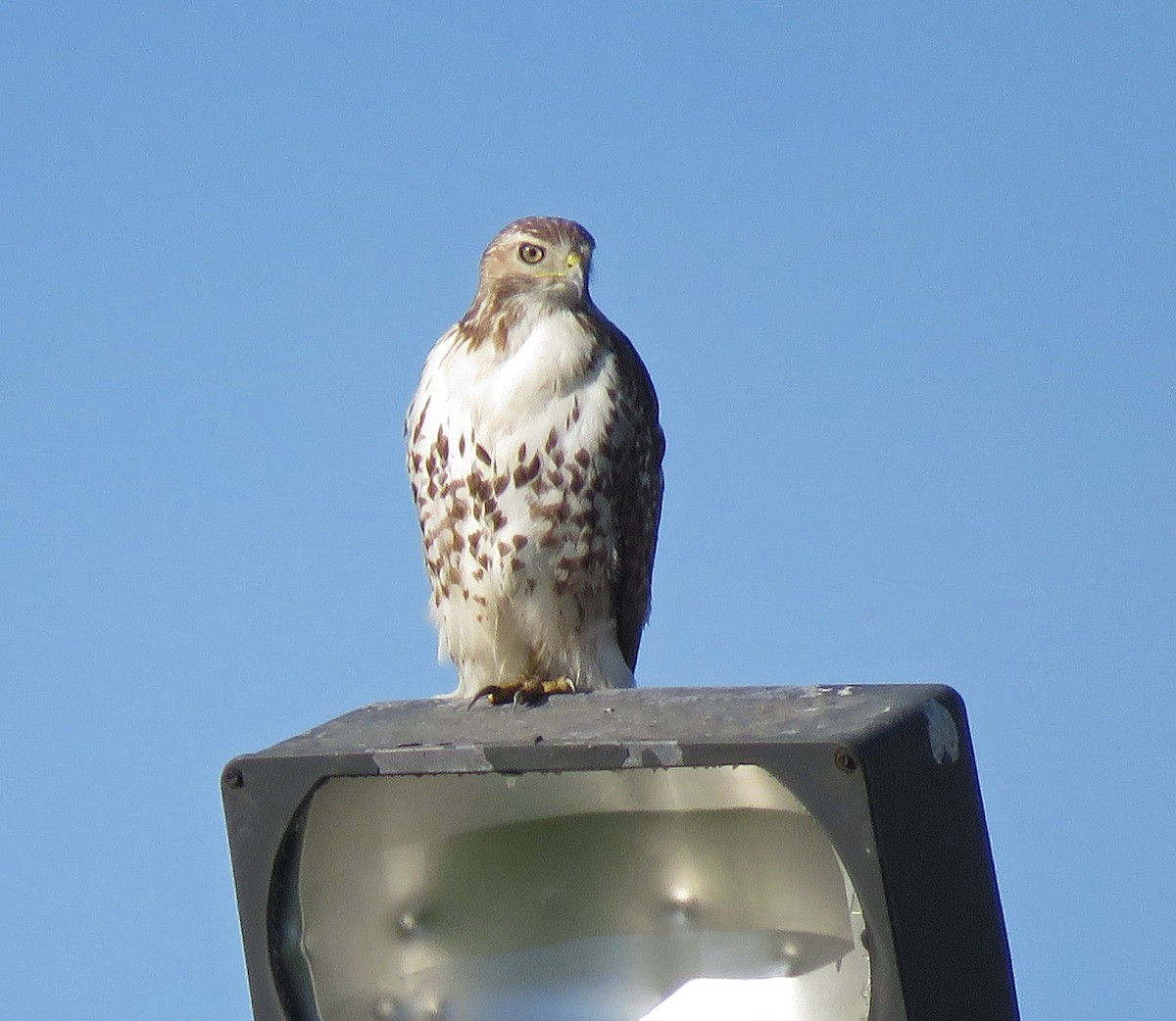 Red-tailed Hawk - ML618708955