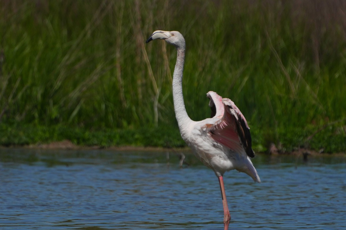 Greater Flamingo - ML618708957